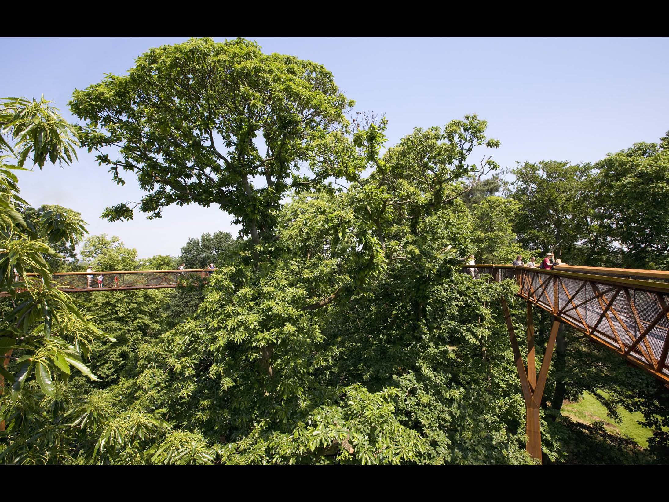 Kew Treetop Walkway